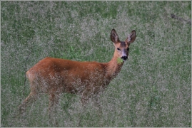 <p>SRNEC OBECNÝ (Capreolus capreolus) Šluknovsko - Valdek /European roe deer - Reh/</p>